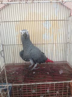 african grey healthy and beautiful parrot