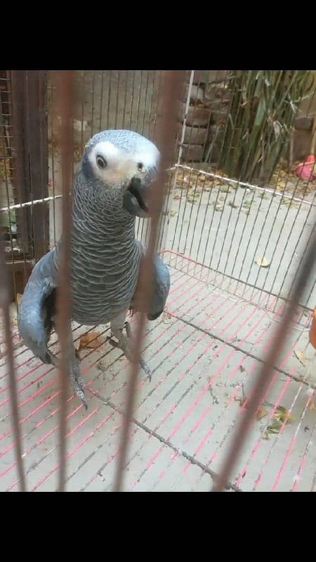 african grey healthy and beautiful parrot 1