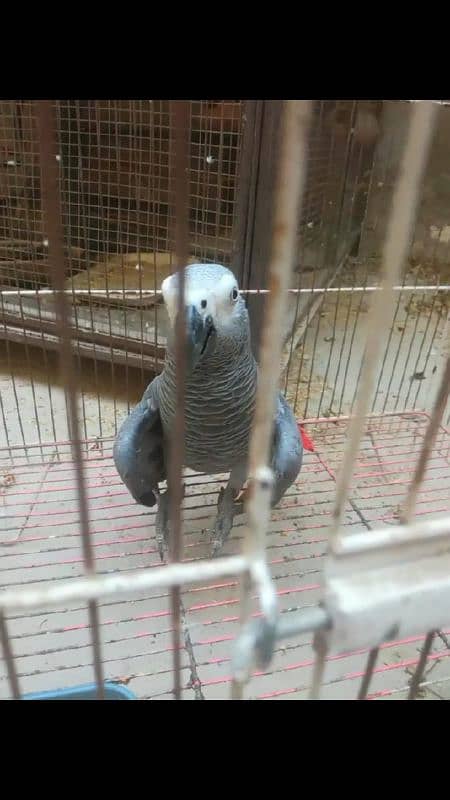 african grey healthy and beautiful parrot 2