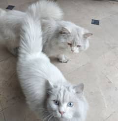 White Persian Pair for Sale