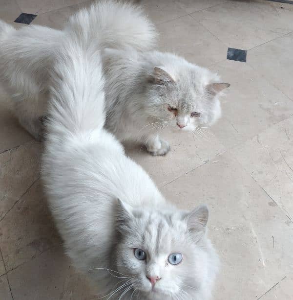 White Persian Pair for Sale 8