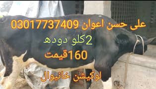 buffalo/nukri/farezan/cors/cow/bachri/bachry//bull/