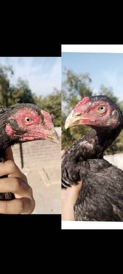 Mianwali female chicks Madi para