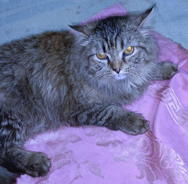 12 months old Maine coon female cat 0