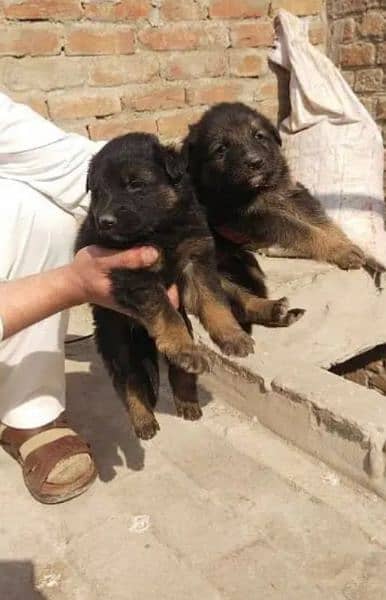 Garman shepherd puppies for sale 03287576736 call wahtasp 0