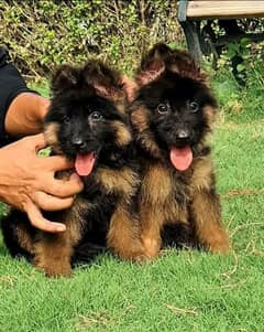 Garman shepherd puppies for sale 03287576736 call wahtasp