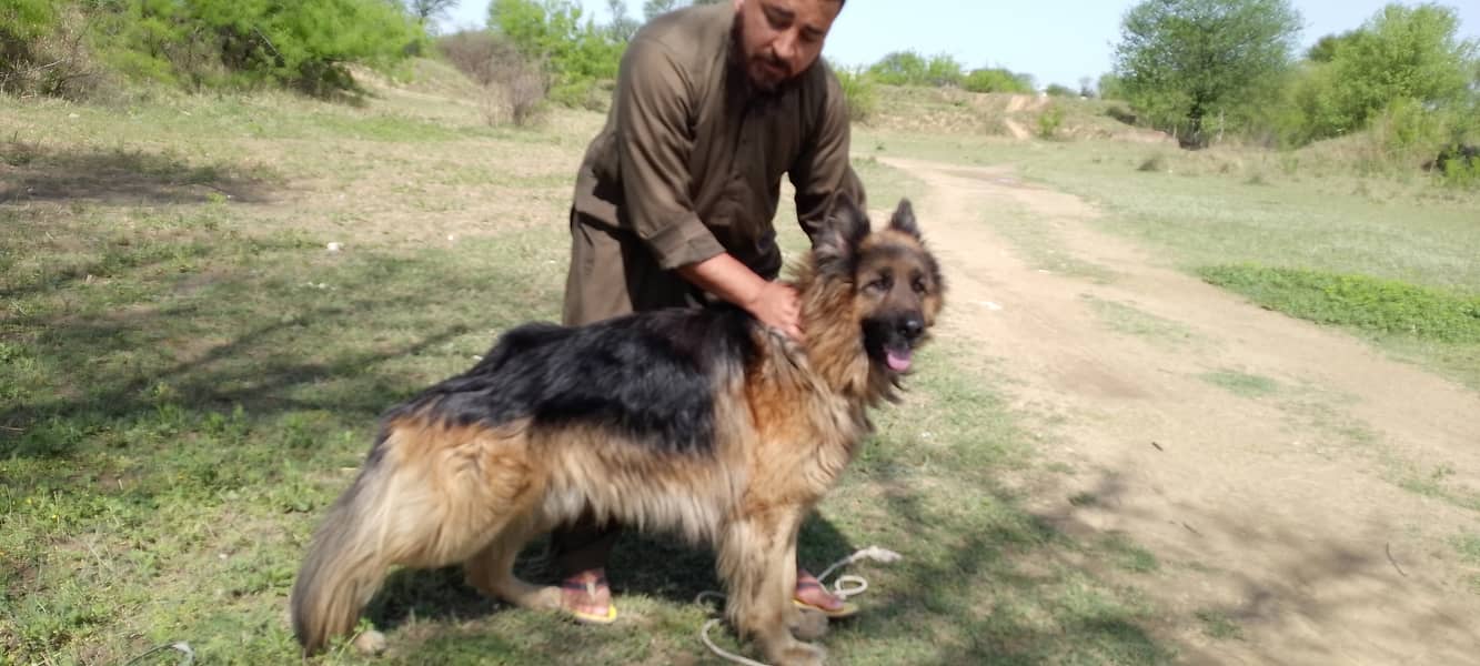 gsd male 2