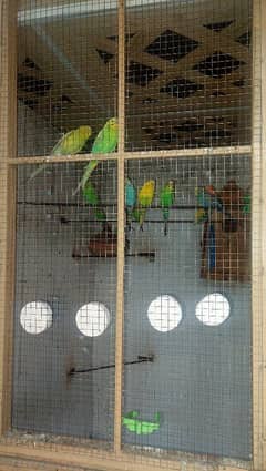 budgies