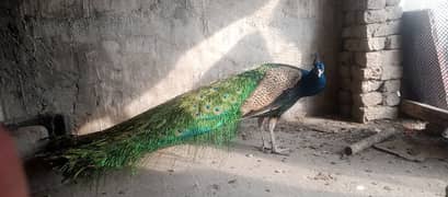 orjent for sale 1 male peacock