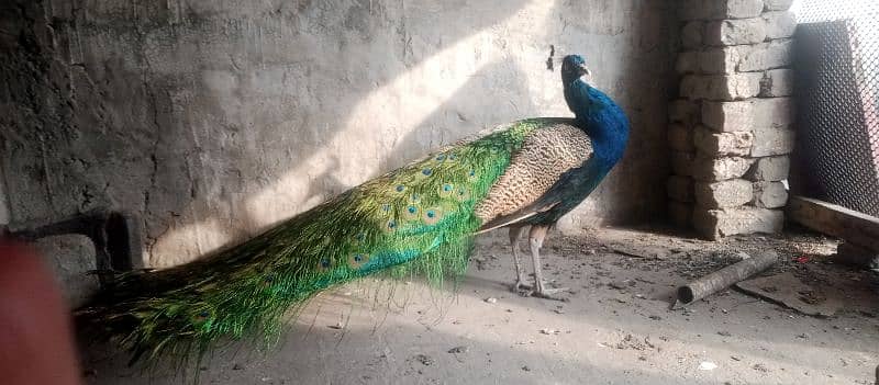 orjent for sale 1 male peacock 1