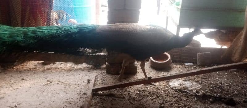 orjent for sale 1 male peacock 2