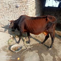 COW WITHOUT BABY RS120000 3TIME MILK 8KG SANANWAN CITY 03027494040