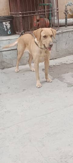 Labrador female with pinter crossed full friendly