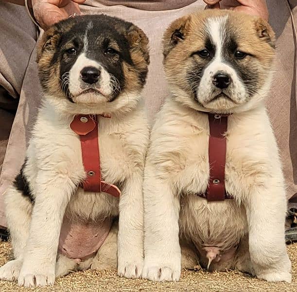 Afghan Kuchi Pair | Afghan Kuchi Puppies | security Dog For Sale 1