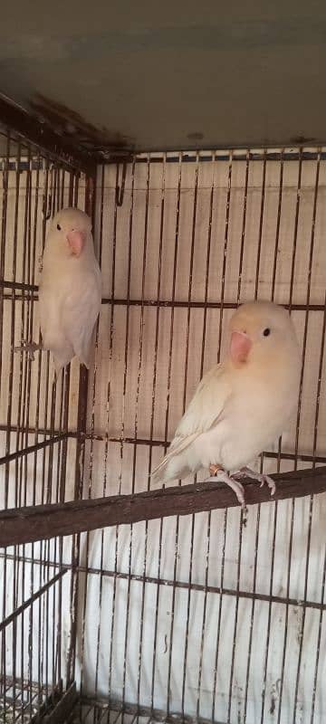 Albino Black Eye Split Ino 1