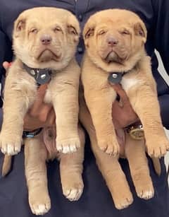 king Kurdish kangal full security dog pair 2 mohtn for sale