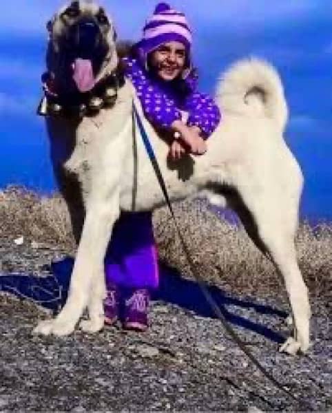 king Kurdish kangal pair For sale / security dog 2