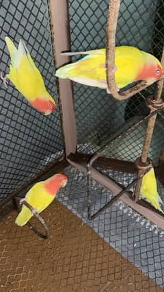ak breader pair Han or ak breader female han