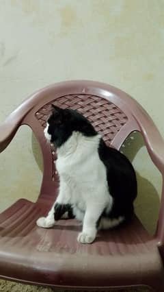 Persion single coat male full tamed Exchange also possible with Aseel