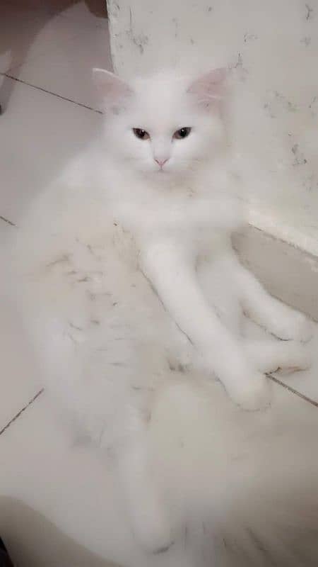 persain white cat 1