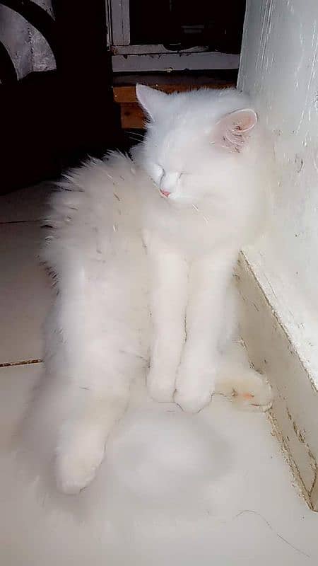 persain white cat 2