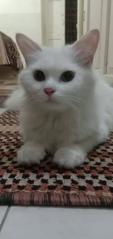 persain white cat 3