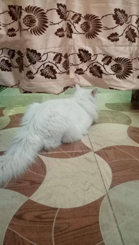 persain white cat 4