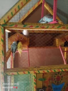 Urgent sale my 5 Budgies With jumbo cage