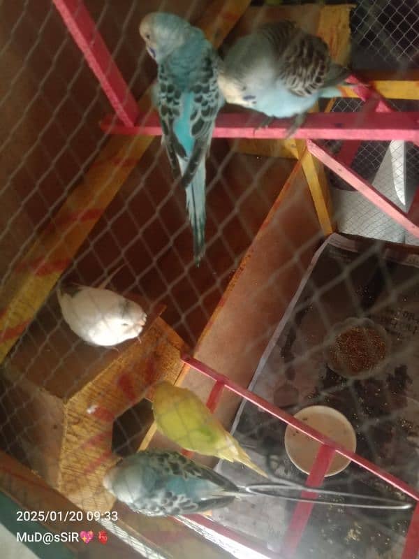 Urgent sale my 5 Budgies With jumbo cage 2