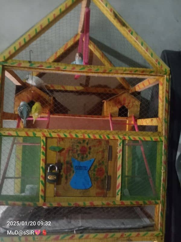 Urgent sale my 5 Budgies With jumbo cage 3