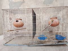 cages for sell 03181569575