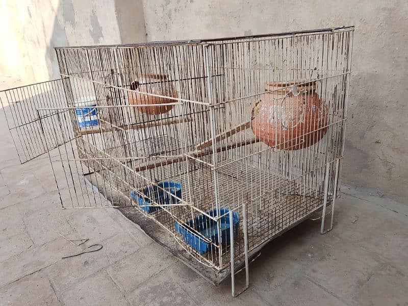 cages for sell 03181569575 2