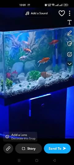 aquarium for sale