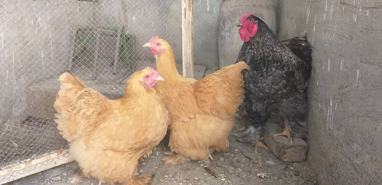 Golden Buff | Heavy Weight Buff | Buff Hens | Golden Buff For Sale 0