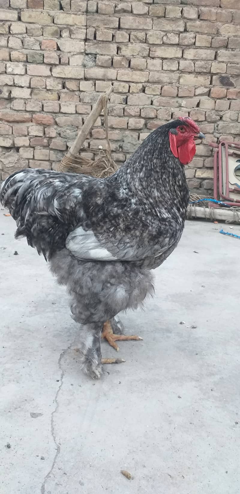 Golden Buff | Heavy Weight Buff | Buff Hens | Golden Buff For Sale 1