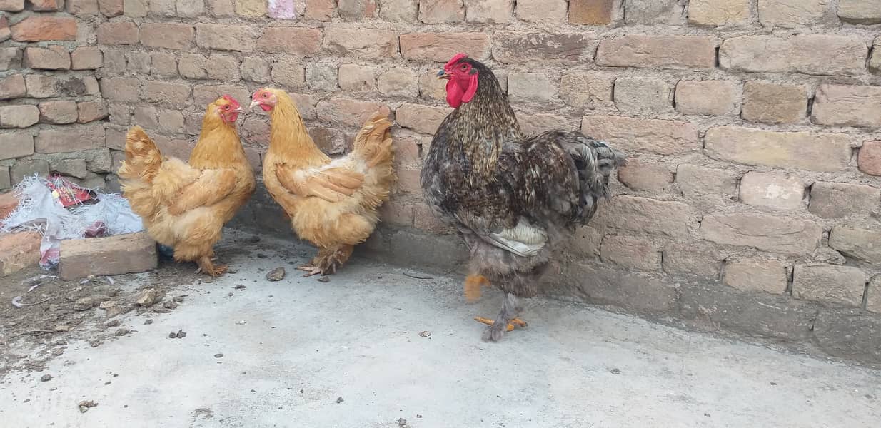 Golden Buff | Heavy Weight Buff | Buff Hens | Golden Buff For Sale 2