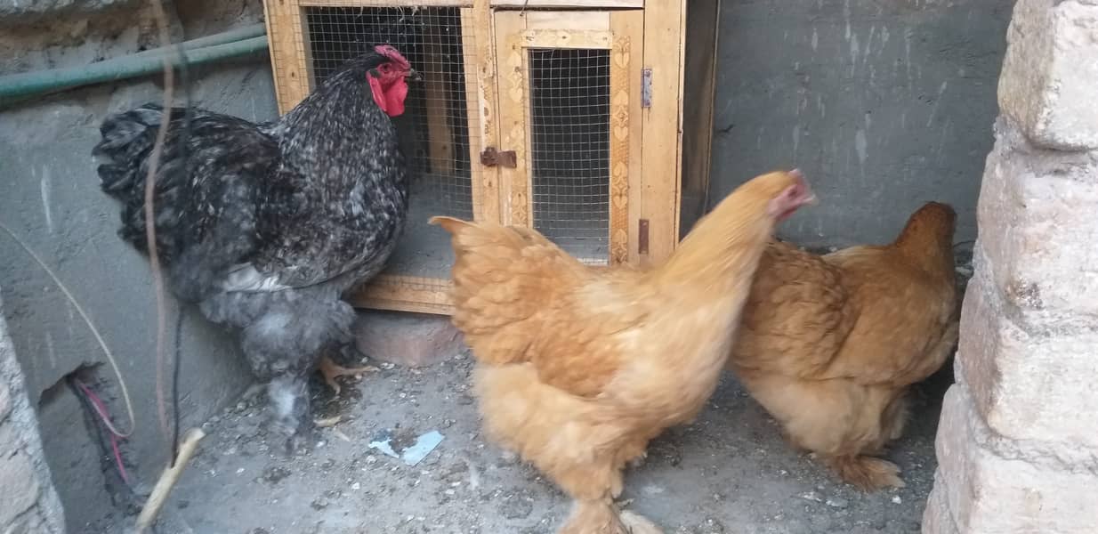 Golden Buff | Heavy Weight Buff | Buff Hens | Golden Buff For Sale 3