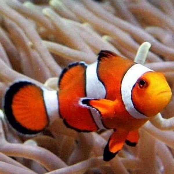 clown (nemo) fish. Thailand imported oranda etc available 4