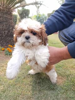 Shihtzu Puppies