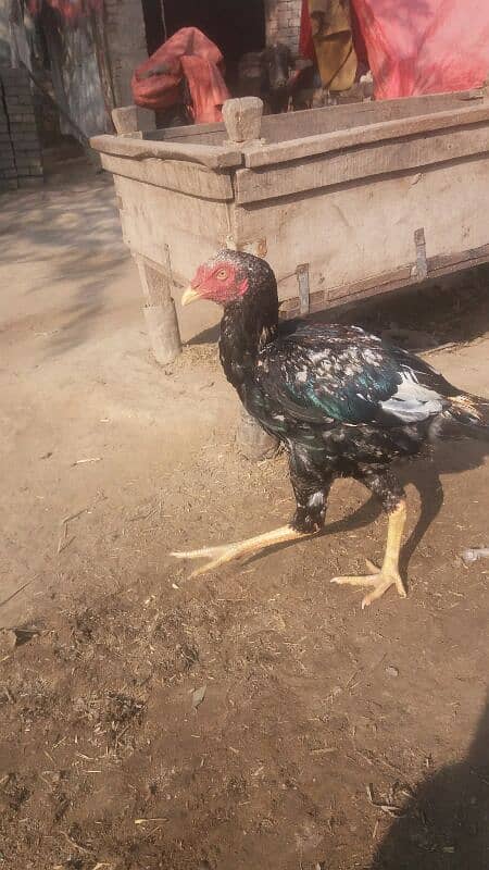 Aseel patha and Aseel breeder  for sale 03038026175 1