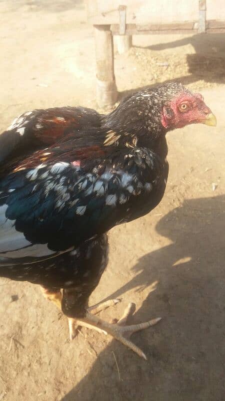 Aseel patha and Aseel breeder  for sale 03038026175 4