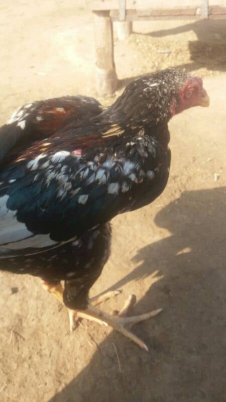 Aseel patha and Aseel breeder  for sale 03038026175 5