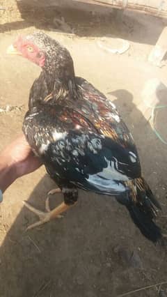 Aseel patha and Aseel breeder  for sale 03038026175