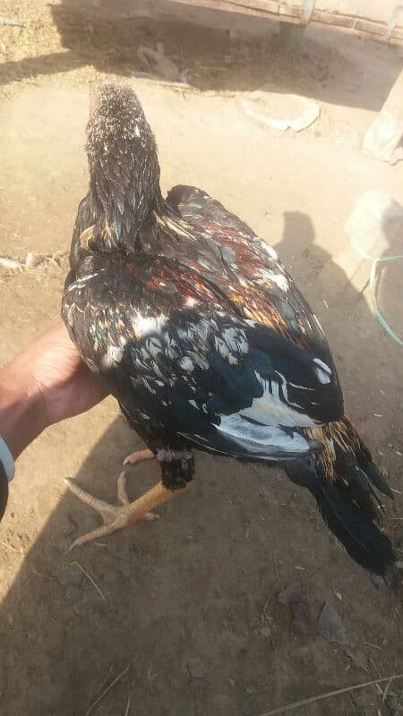 Aseel patha and Aseel breeder  for sale 03038026175 6