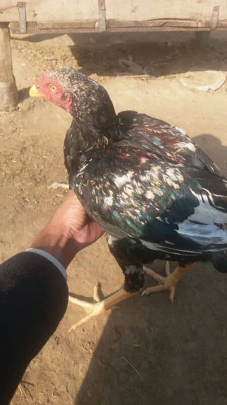 Aseel patha and Aseel breeder  for sale 03038026175 7