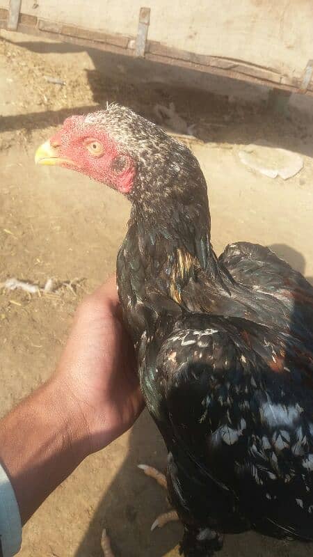 Aseel patha and Aseel breeder  for sale 03038026175 8