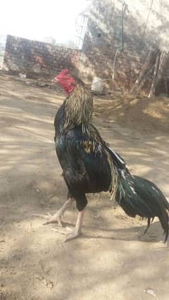 Aseel breeder Murgha for sale 03038026175