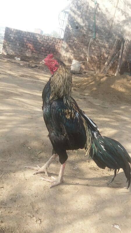 Aseel patha and Aseel breeder  for sale 03038026175 2