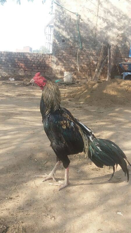 Aseel patha and Aseel breeder  for sale 03038026175 12