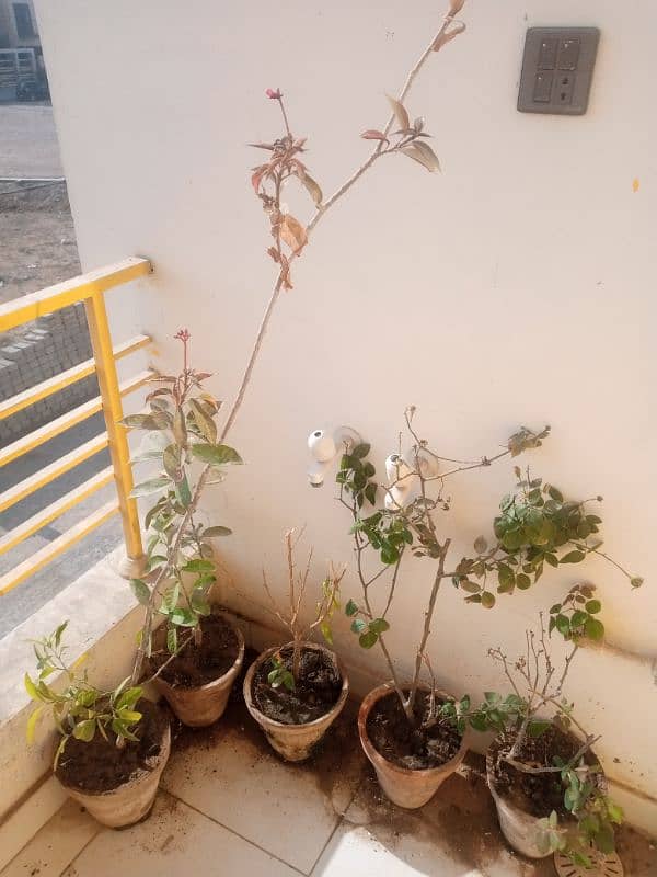 plants for sale 2